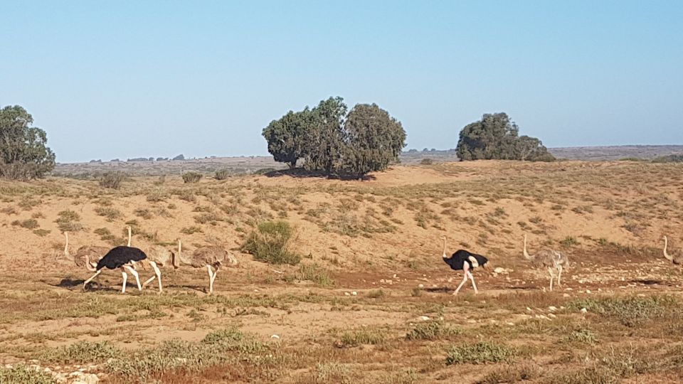 Agadir: Souss National Park Wildlife Half-Day Tour - Conservation Efforts