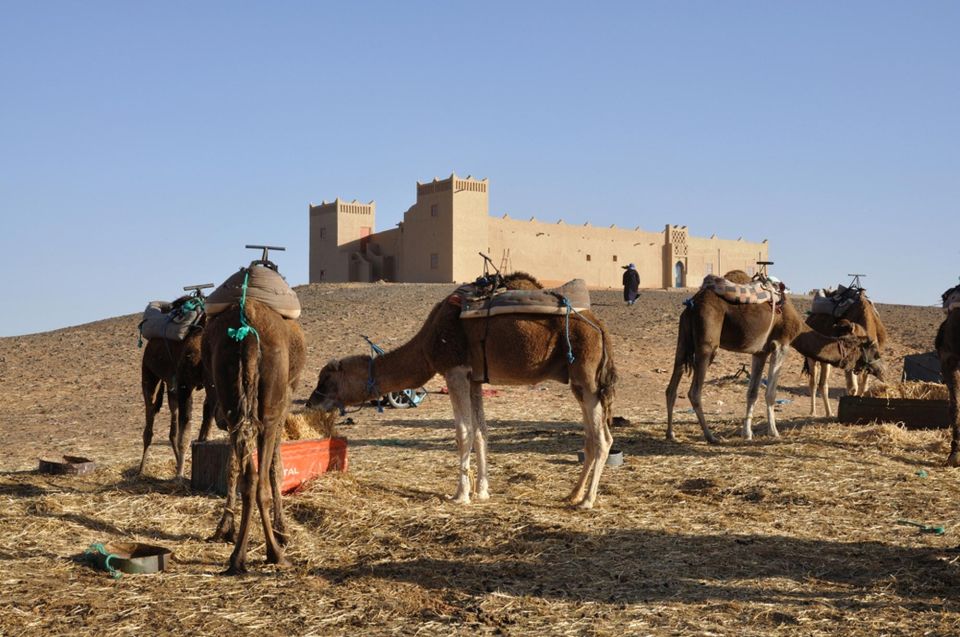 Agafay Desert - Quad Camel and Dinner Show - What to Expect