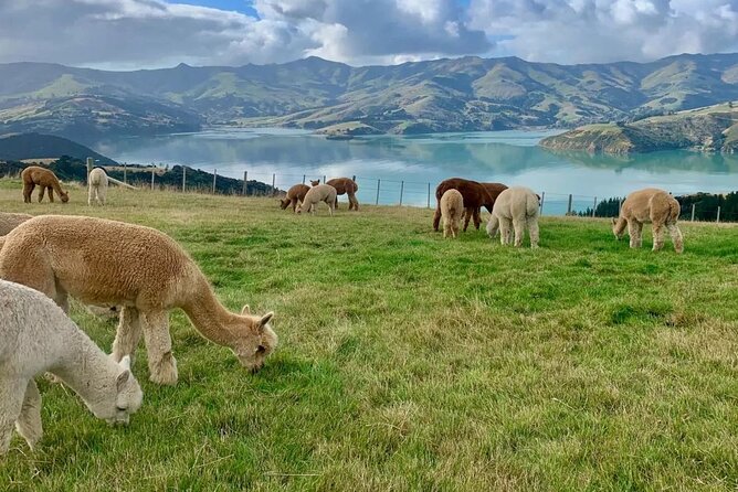 Akaroa Day Tour From Christchurch - Last Words