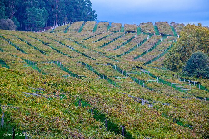Albariño Trails Private Wine Tour/Shore Excursion From Vigo - Common questions
