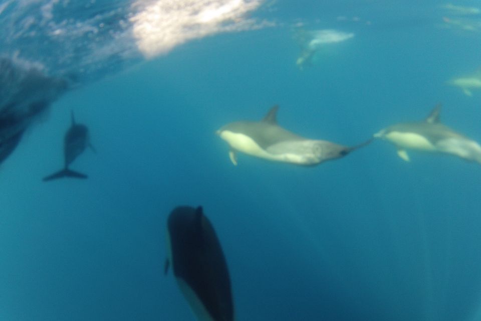 Algarve Dolphin Watching & Marine Life Eco Tour - Directions