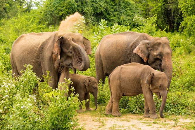 All Inclusive Udawalawa National Park Day Tour From Colombo - Common questions