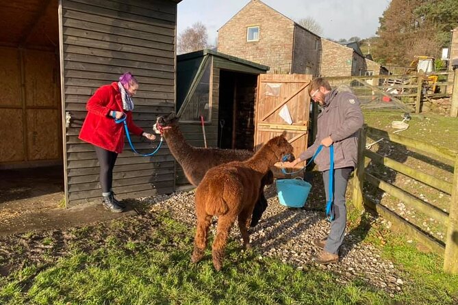 Alpaca Farm Private Tour in Tunstead Milton  - England - Last Words