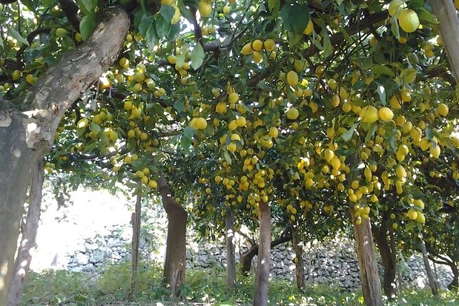 Amalfi Coast - Maiori: Path of Lemons, Tour With Tasting - Tour Policies