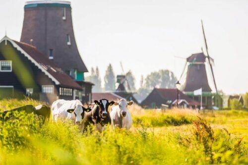 Amsterdam: Zaanse Schans, Volendam, and Marken Day Trip - Scenic Views and Historic Sites