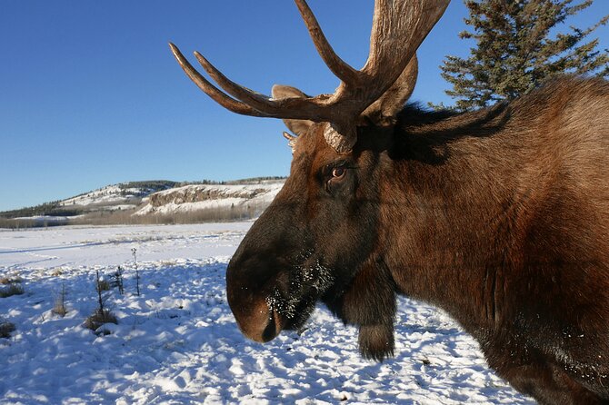 Arctic Day: Yukon Wildlife Half Day Viewing Tour - Pricing Details