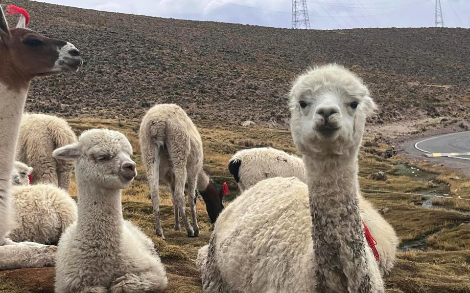 Arequipa: Full Day in Colca Canyon With Breakfast and Lunch - Common questions