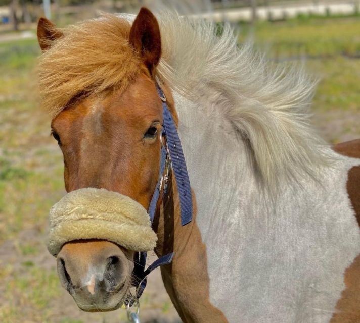 Aveiro: Horseback Riding at a Pedagogical Farm - Directions