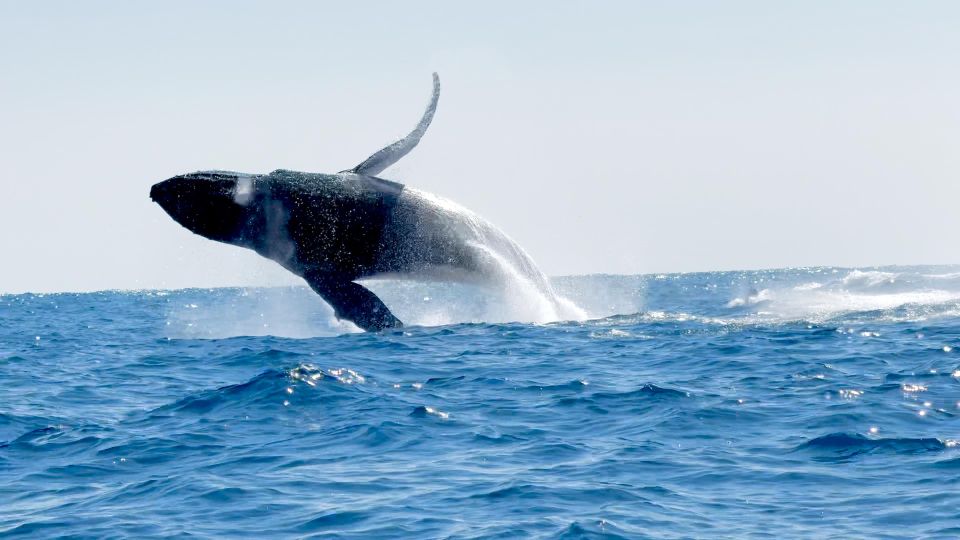 Awakening With Stars, Whales and Dolphins Boat Cruise - Additional Information