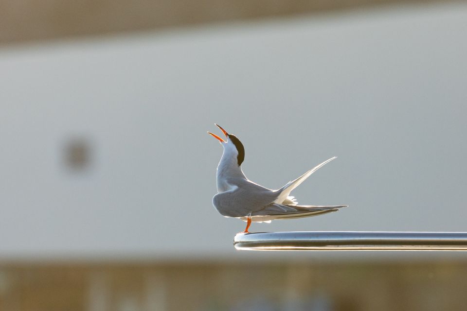 Azores Marine Birdwatching Expedition - Directions