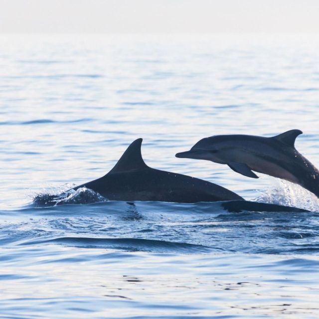 Bali Bliss: Dolphin Lovina Private Expedition - Directions