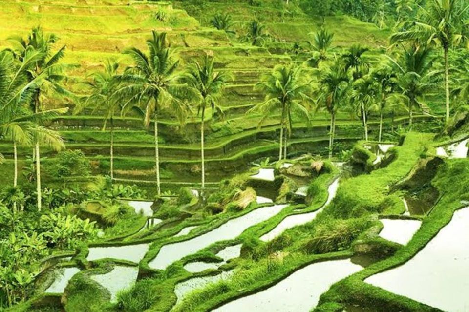 Bali:Ubud Monkey Forest,Rice Terrace,Waterfall & Temple Tour - Common questions
