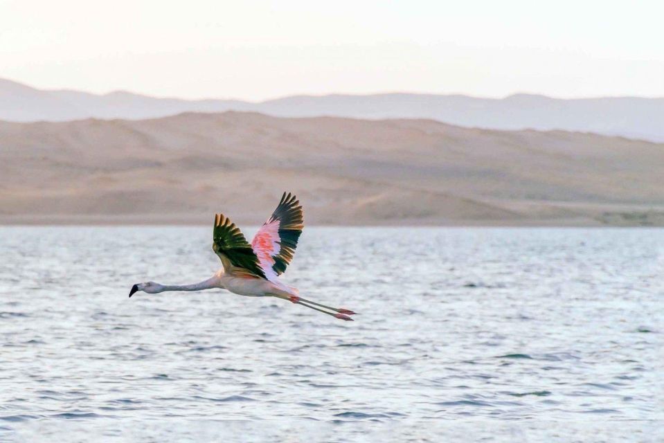 Ballestas Islands and Paracas Reserve - Full Day Escape - Secure Your Spot With Product ID