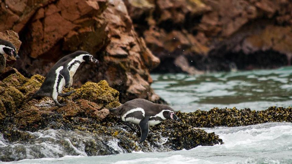 Ballestas Islands & Paracas National Reserve From Paracas - Common questions