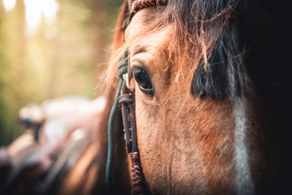 Banff: 2-Day Overnight Backcountry Lodge Trip by Horseback - Required Gear and Restrictions