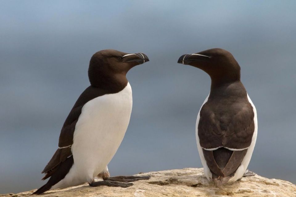 Berthier-sur-Mer: Razorbill Penguin Observation Cruise - Free Cancellation Policy