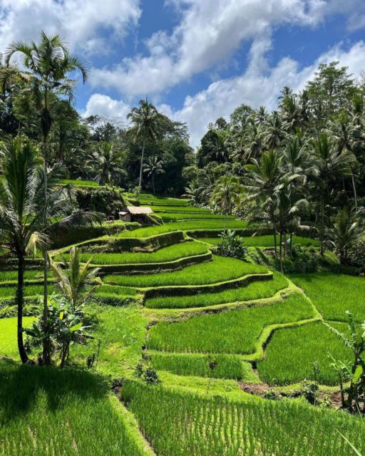 Best of Ubud Waterfalls, Rice Terraces & Jungle Swing Tour - Local Experiences
