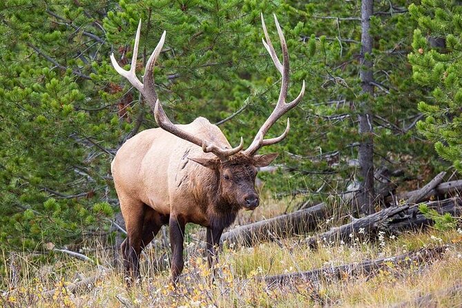 Best Of Yellowstone Full Day Natl Park Tour From Bozeman - Additional Resources