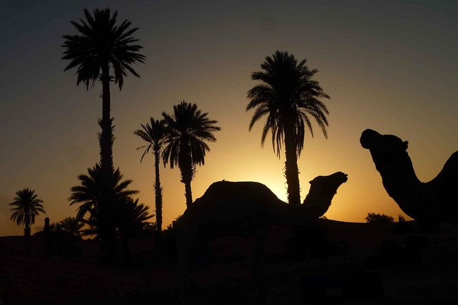 Best Sunset Camel Ride With Tea Break in the Palm Grove of Marrakech - Last Words