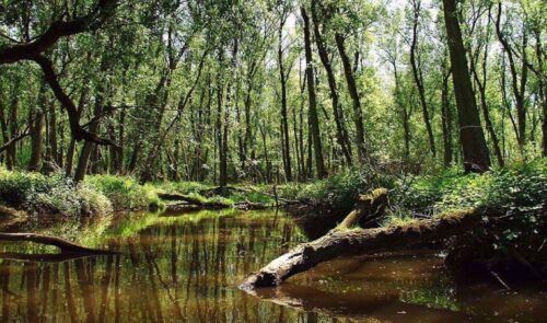 Biesbosch: Boat Cruise Through National Park - Common questions