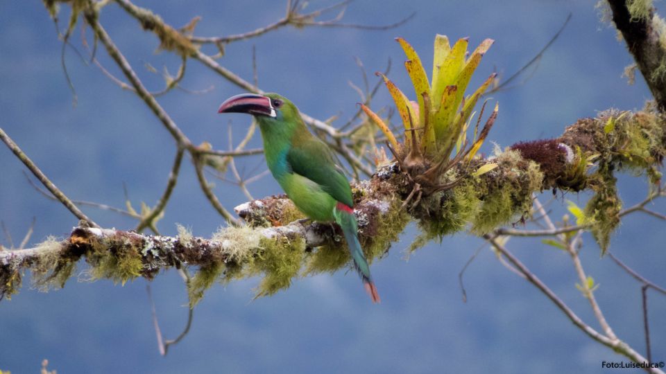 Bird Watching in Cali, Colombia: The San Antonio Fog Forest - Customer Reviews and Testimonials