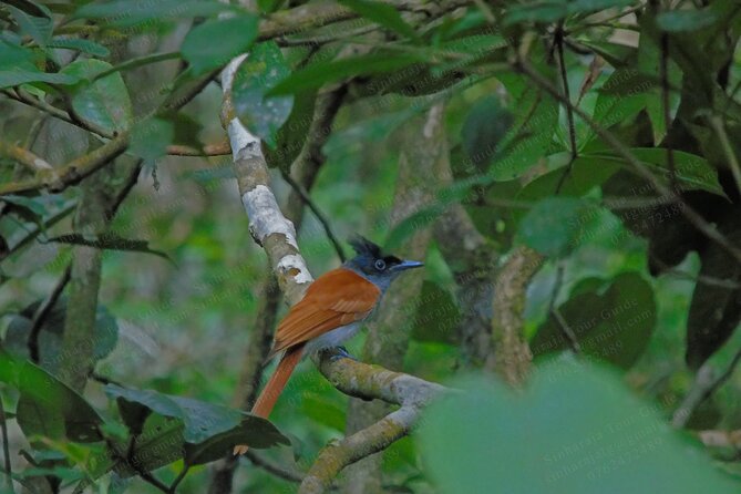 Bird Watching Tours in Sinharaja Rain Forest - Common questions