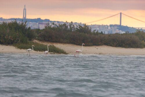 Birdwatching Boat Tour in the Tagus Estuary - Common questions