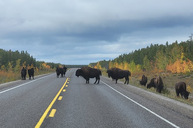 Bison Highway Road Tour - Common questions