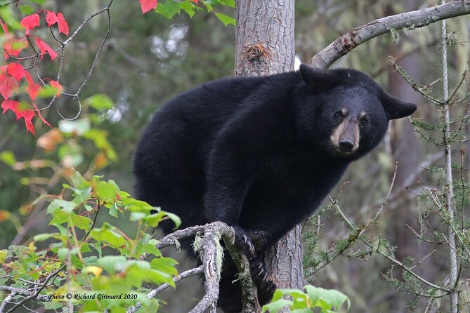 BLACK BEAR VIEWING AND WALKING AT OUTDOOR CTRS CANYON - Saguenay Guided Tours - Viator Tour Details