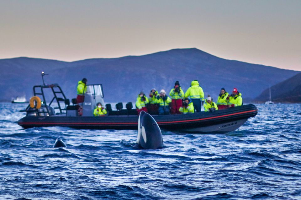 Bleik: Whale Watching Trip by Speedboat With Tea and Muffins - Common questions