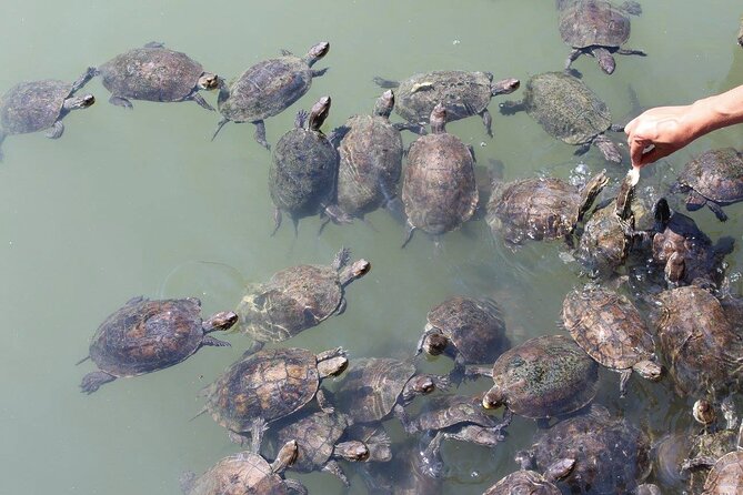 Bodrum Turtle Beach Tour With Mud Baths & King Tombs - Booking Information