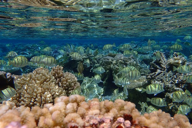 Bora Bora Lagoon Snorkeling Tour by Private Boat - Last Words
