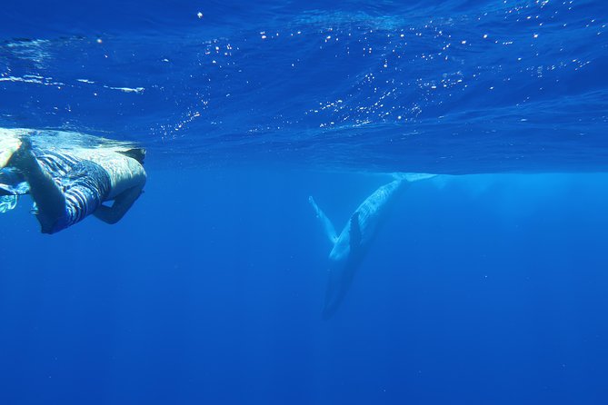 Bora Bora Whale Watching - Additional Information