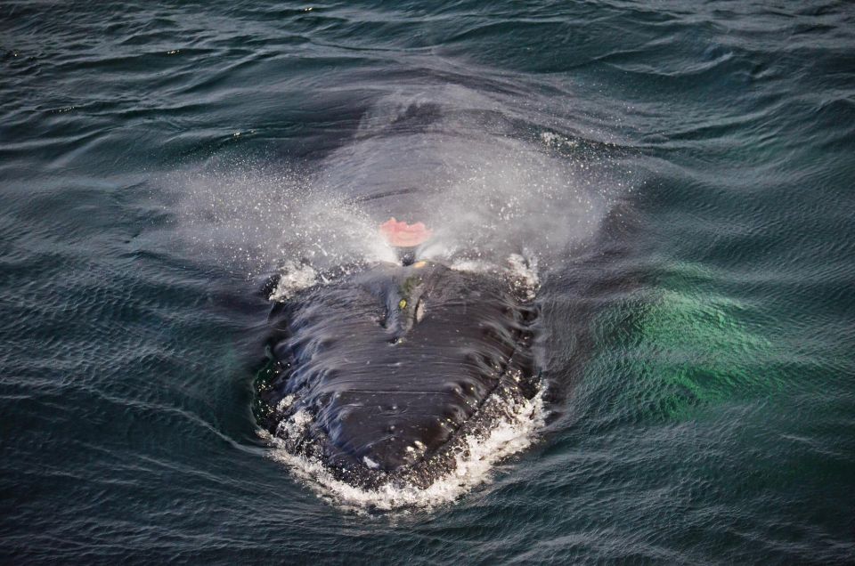 Boston: Whale Watching Catamaran Cruise - Common questions