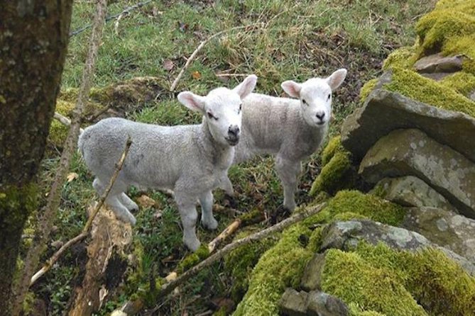 Bronte Country and Yorkshire Dales Private Day Trip From York - Experience Highlights