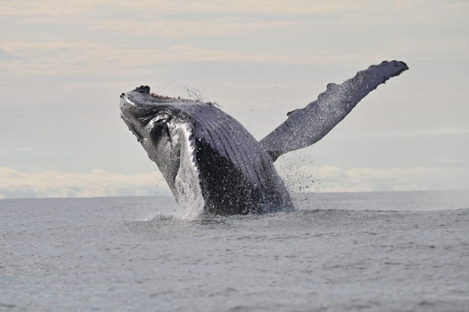 Buenaventura: Whale Watching Trip With Overnight Stay - Booking Process