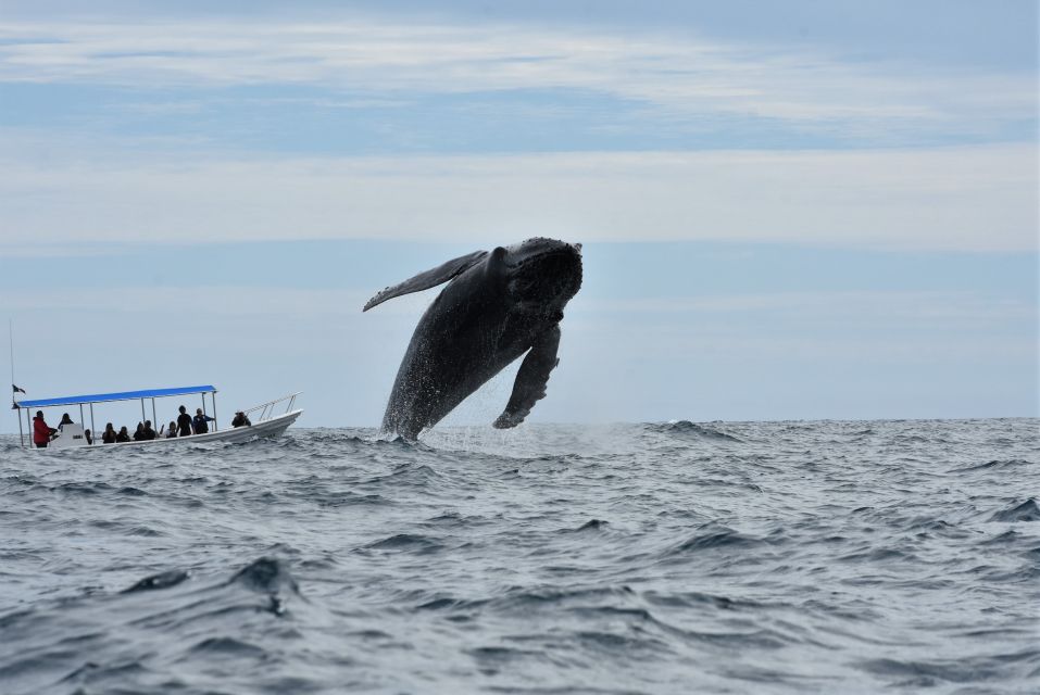 Cabo: 2-Hour Whale Watching Boat Ride With Free Pictures - Meeting Point