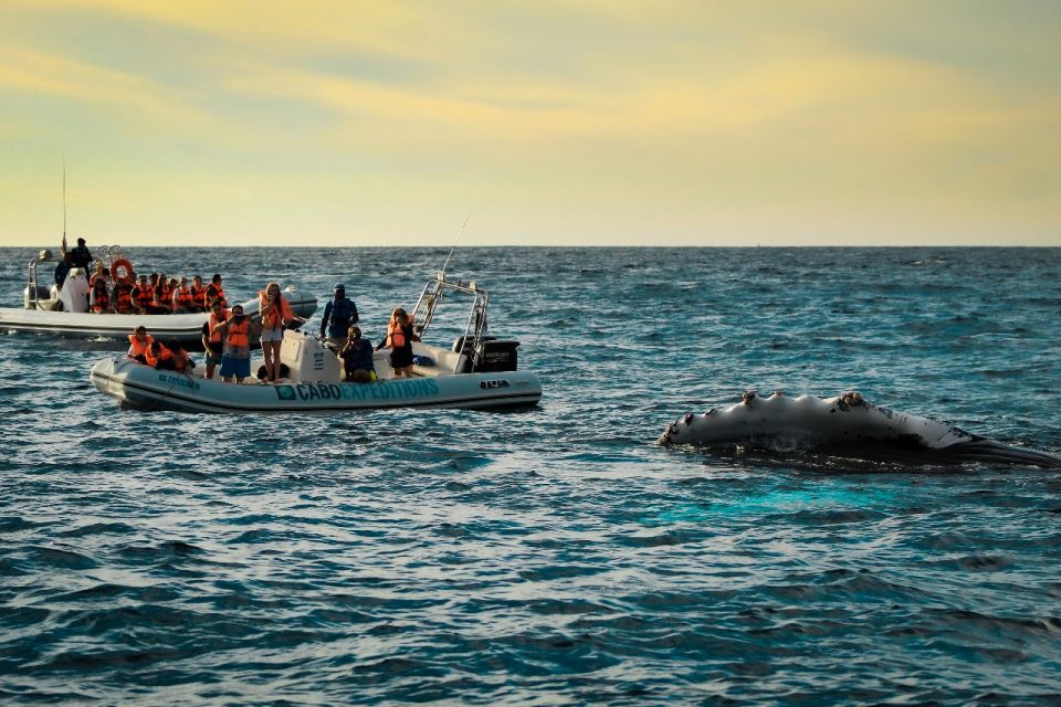 Cabo San Lucas: Up Close Whale Watching Small Group Tour - Overall Value and Satisfaction