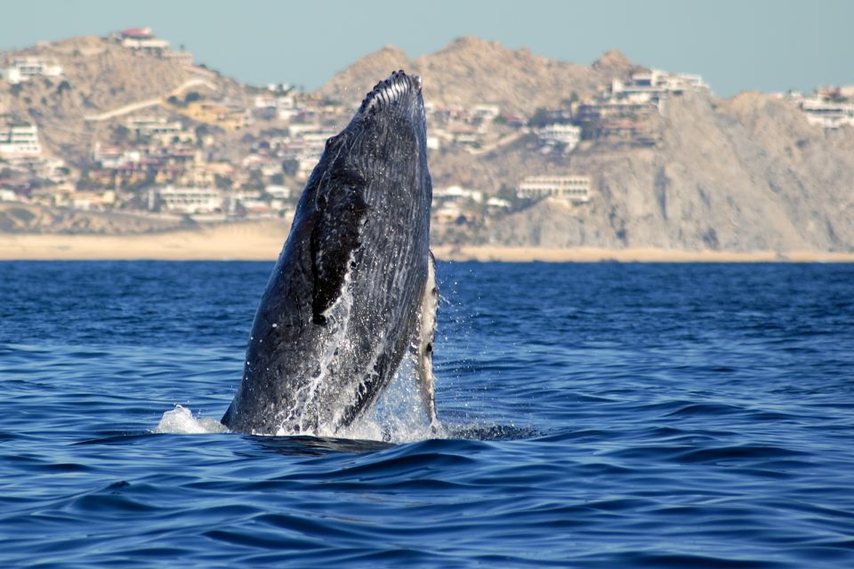 Cabo San Lucas: Whale Watching Catamaran Experience - Booking Details