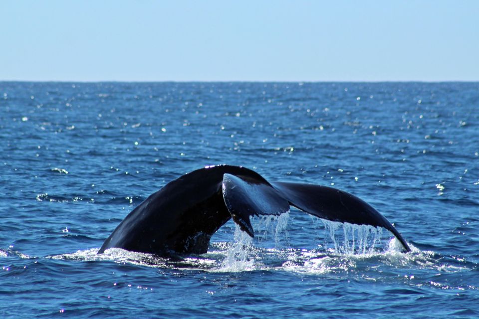 Cabo San Lucas: Whale Watching Experience on Catamaran - Pricing and Availability