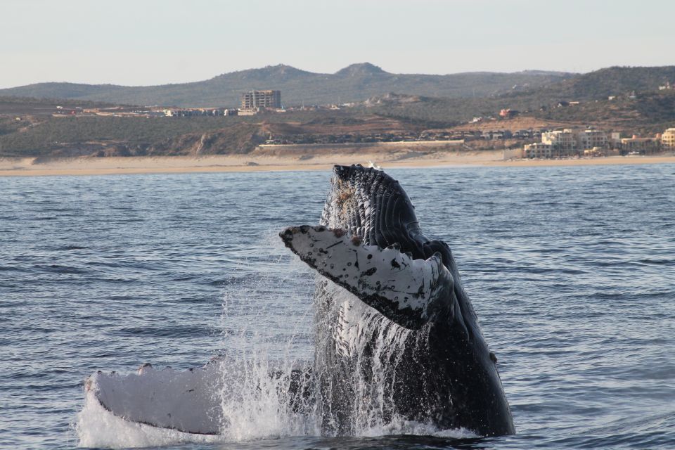 Cabo San Lucas: Whale Watching Tour With Buffet & Open Bar - Directions for Check-In