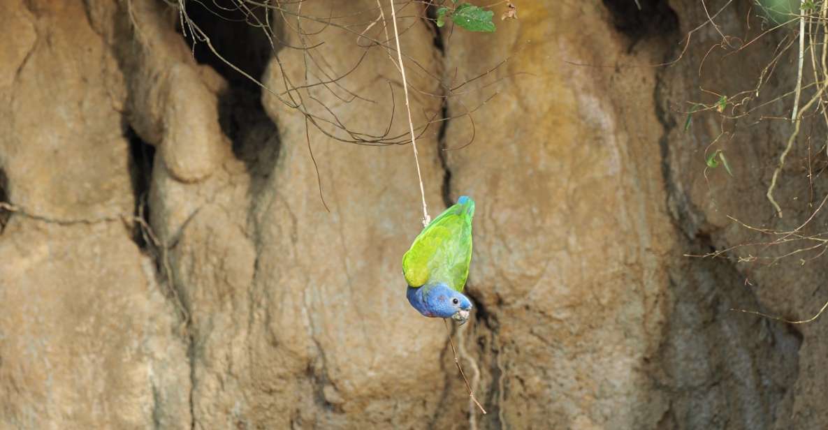 Cachuela's Parrots Claylick, Collpa Cachuela - Last Words