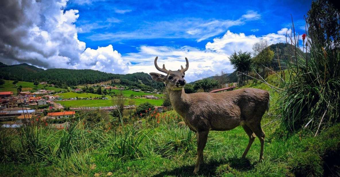 Cajamarca Porcón Farm and Otuzco - Common questions