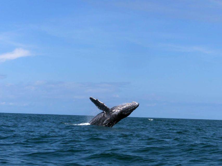 Cali: Whale Watching in the Colombian Pacific Coast - Directions
