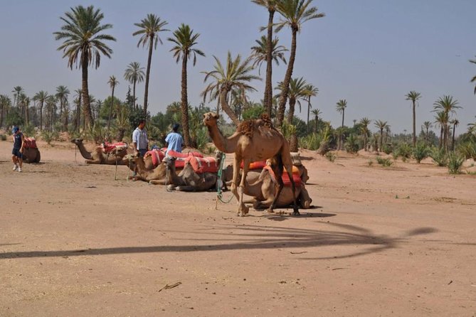 Camel Ride in Marrakech Palm Grove - Common questions