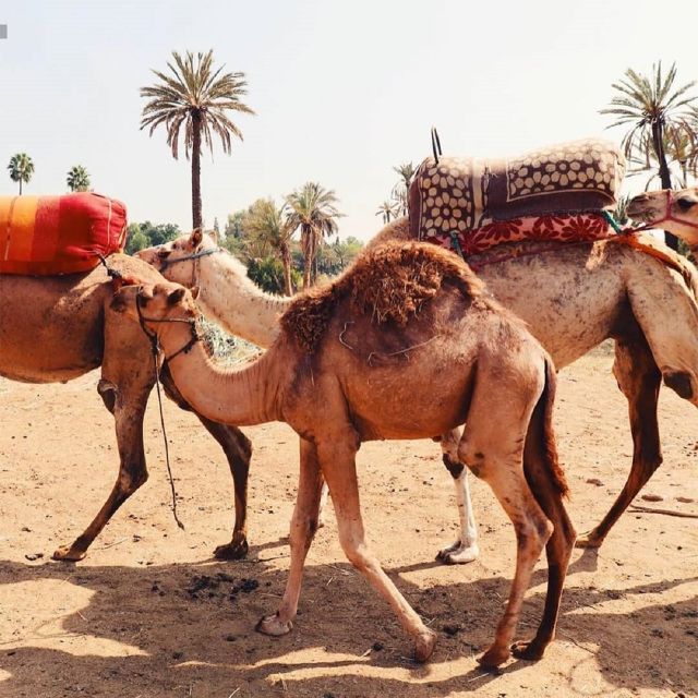 Camel Ride In Palmeraie 1 Hour, With Tea - Tips for a Memorable Experience