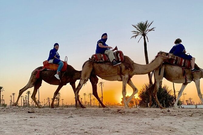 Camel Ride in the Palm Grove of Marrakech - Reviews and Ratings