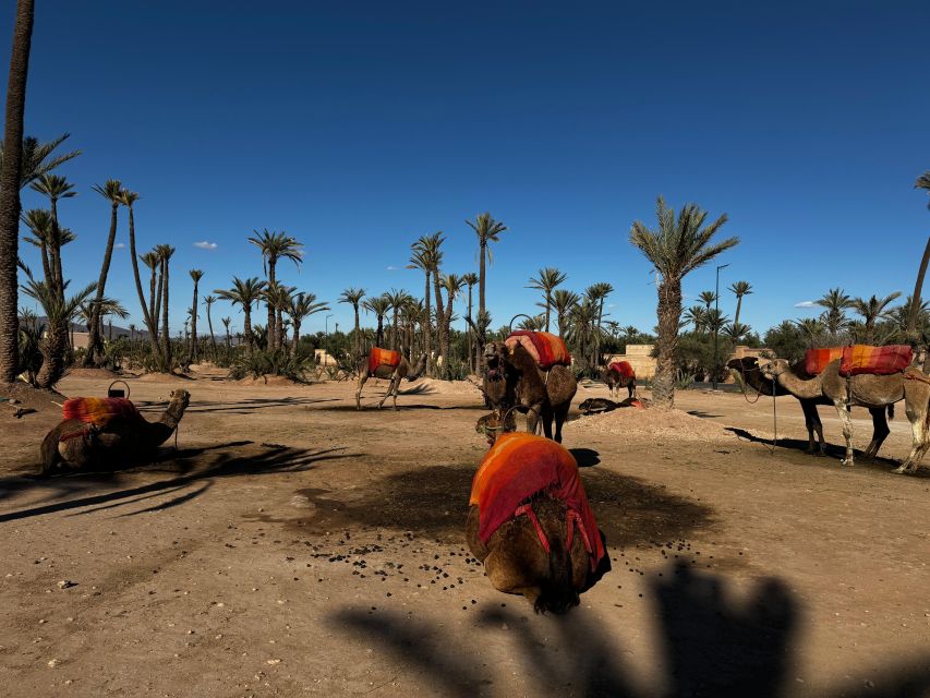 Camel Ride Marrakech With Lunch ( Local Restaurant) - Common questions