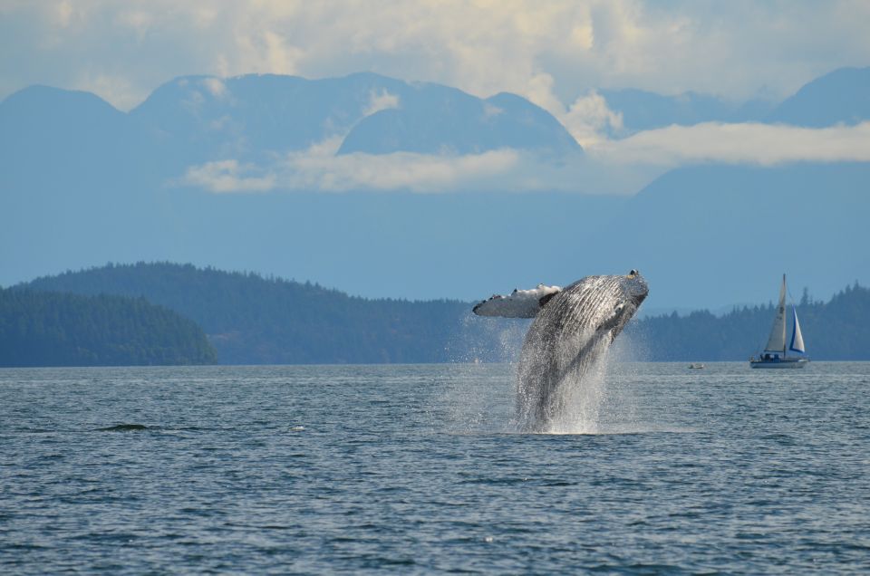 Campbell River: Whale Watching and Wildlife Viewing Day Tour - Common questions