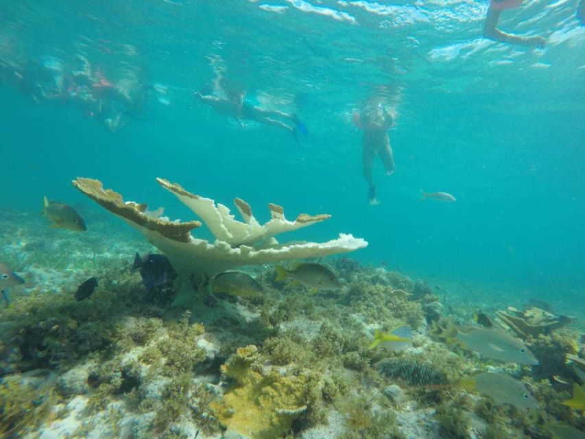 Cancun: 3-Hour Snorkel at Sunken Ship & Coral Reef - Expert Guide Information